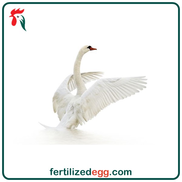 تخم نطفه دار قو